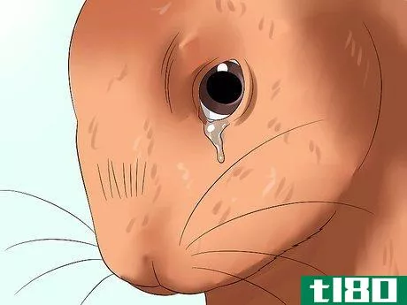 Image titled Diagnose Dental Problems in Rabbits Step 10