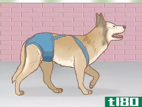 Image titled Diaper Your Dog with Disposable Dog Diapers Step 8