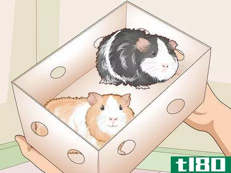 Image titled Ensure a Happy Life for Your Guinea Pig Step 16