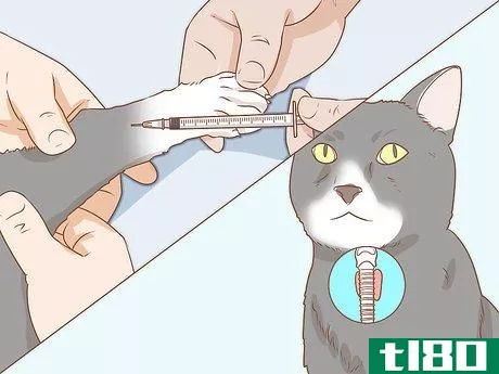 Image titled Diagnose and Treat Hyperesthesia Syndrome in Cats Step 6