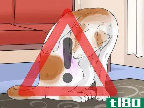 Image titled Dye Your Pet Step 13