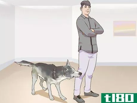 如何信任一只好斗的狗(gain trust in an aggressive dog)