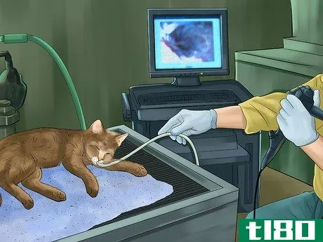Image titled Diagnose and Treat Feline Bronchitis Step 6