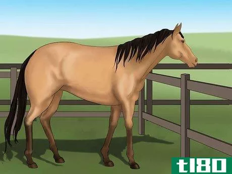 Image titled Distinguish Horse Color by Name Step 4