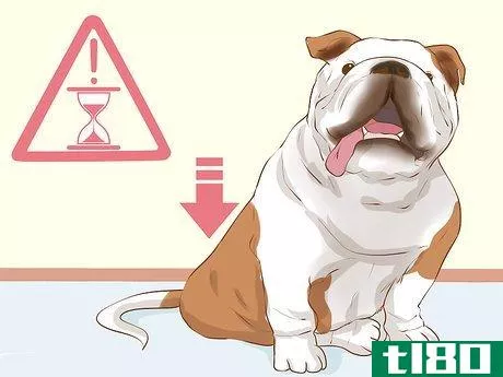 Image titled Determine if Your Dog Is Overweight Step 5