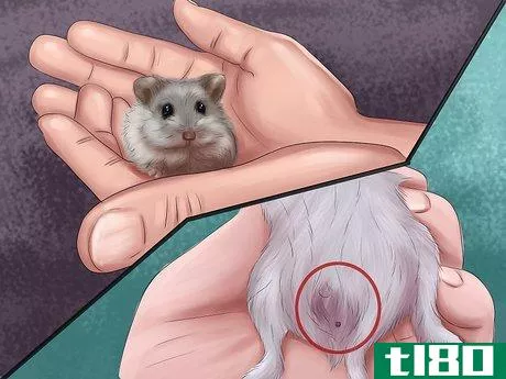 如何确定侏儒仓鼠的性别(determine the sex of a dwarf hamster)