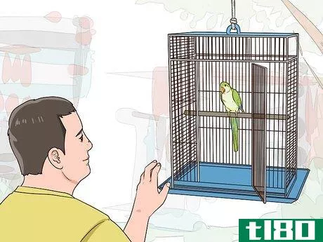 Image titled Entertain a Quaker Parrot Step 11