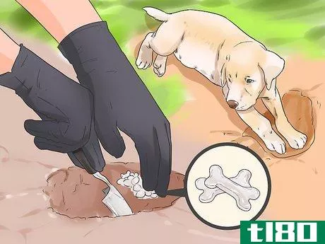 Image titled Exercise Your Puppy Step 2