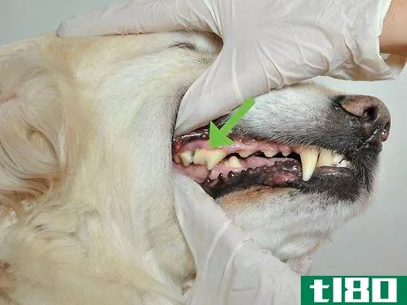 Image titled Diagnose Canine Periodontal Disease Step 9