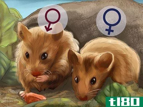 Image titled Determine the Sex of a Dwarf Hamster Step 6