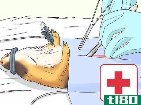 Image titled Diagnose and Treat Tumors in Guinea Pigs Step 11