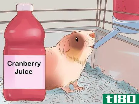 Image titled Diagnose and Treat Urinary Problems in Guinea Pigs Step 15