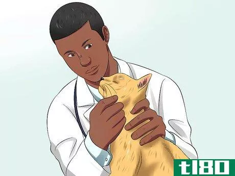 Image titled Diagnose High Thyroid Levels in a Cat Step 8