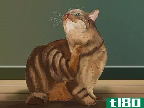 Image titled Diagnose and Treat Flea Allergies in Cats Step 3