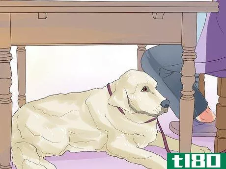 Image titled Dine Out with Your Dog Step 12