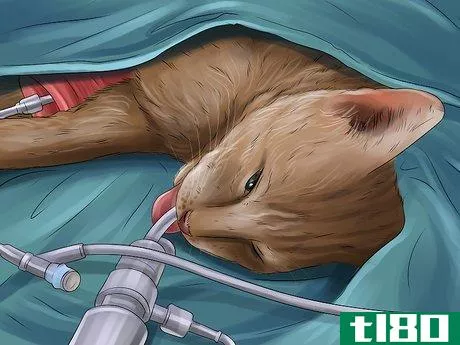 Image titled Diagnose and Treat Ear Infections in Cats Step 10