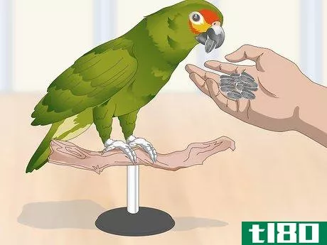 Image titled Feed an Amazon Parrot Step 6