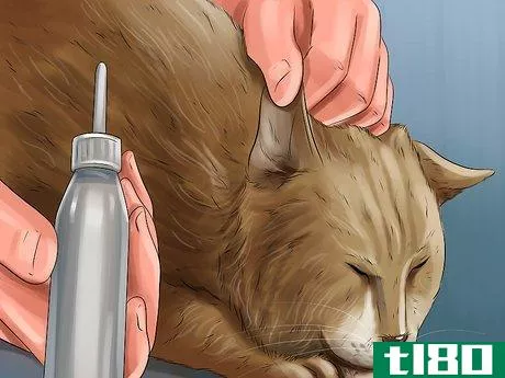 Image titled Diagnose and Treat Ear Infections in Cats Step 13