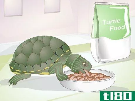 Image titled Feed a Baby Turtle Step 2