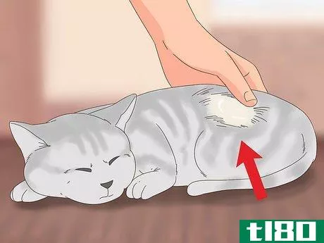 Image titled Diagnose and Treat Frostbite in Cats Step 3