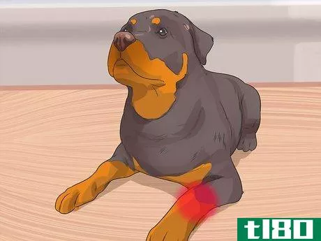 Image titled Diagnose Arthritis in Rottweilers Step 3