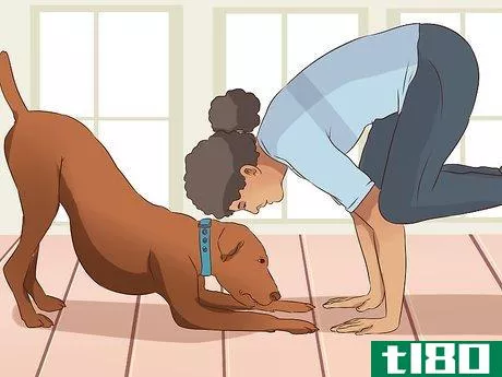 Image titled Exercise With Your Dog Step 17
