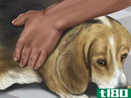 Image titled Ensure the Health of a Lost Pet After Finding It Step 3