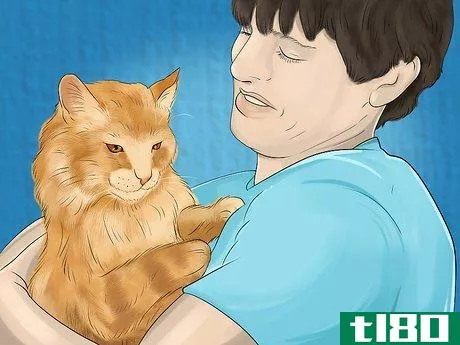 Image titled Diagnose and Treat Flea Allergies in Cats Step 9