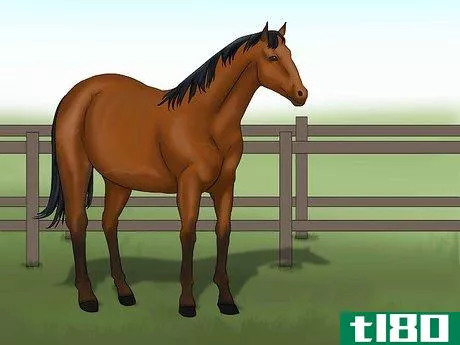 Image titled Distinguish Horse Color by Name Step 1