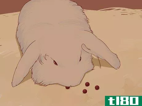 Image titled Feed Your Bunny Vitamins Step 10