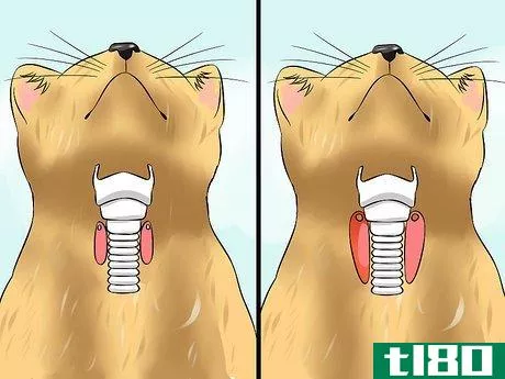 Image titled Diagnose High Thyroid Levels in a Cat Step 13