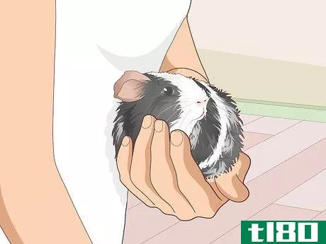 Image titled Ensure a Happy Life for Your Guinea Pig Step 20