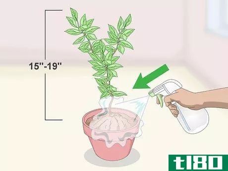 Image titled Germinate Tree Seeds Step 18