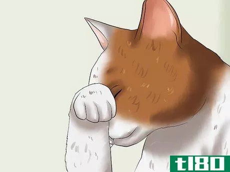 Image titled Diagnose Feline Glaucoma Step 1