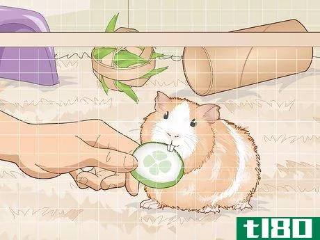 Image titled Ensure a Happy Life for Your Guinea Pig Step 19