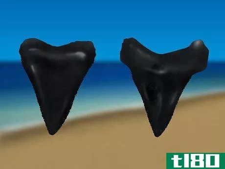 Image titled Find Shark Teeth Step 9