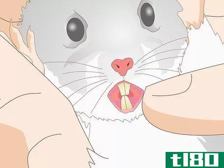 Image titled Diagnose Hamster Dental Problems Step 8