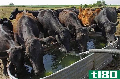 Image titled Cattle water