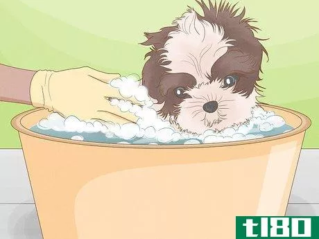 Image titled Diagnose and Treat Your Dog's Itchy Skin Problems Step 16