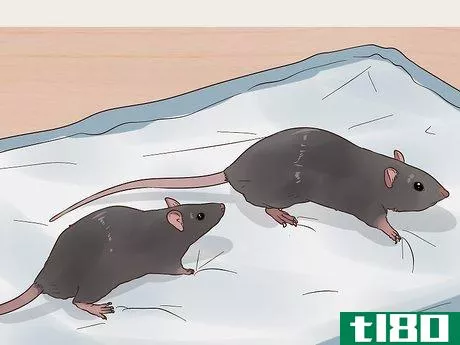 Image titled Exercise a Pet Rat Step 13