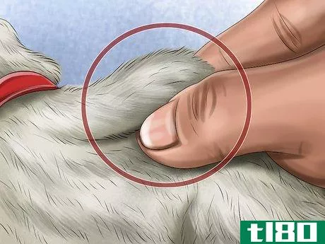 Image titled Ensure the Health of a Lost Pet After Finding It Step 4