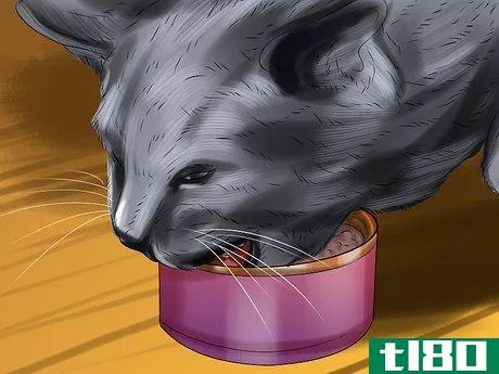 Image titled Encourage Your Cat to Eat Step 7