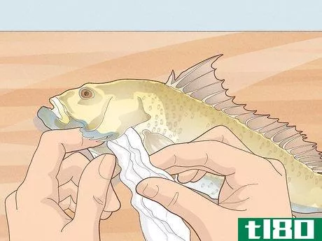 Image titled Do Gyotaku Fish Rubbing Step 4