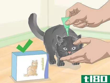 Image titled Eliminate Roundworms in Cats Step 8