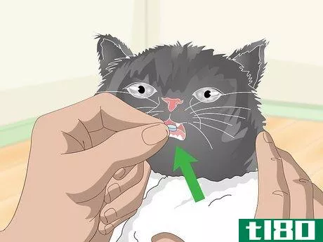 Image titled Eliminate Roundworms in Cats Step 7