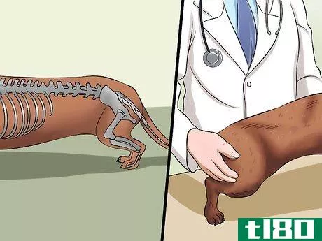 Image titled Diagnose Back Problems in Dachshunds Step 3