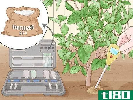 Image titled Fertilize a Citrus Tree Step 3