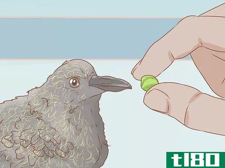 Image titled Feed a Baby Pigeon Step 12