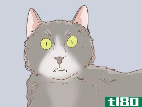 Image titled Diagnose and Treat Hyperesthesia Syndrome in Cats Step 3