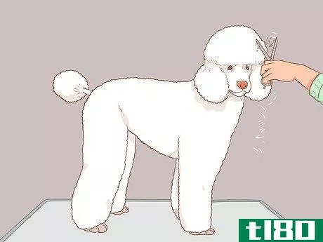 Image titled Full Scissor a Poodle by Hand Step 19